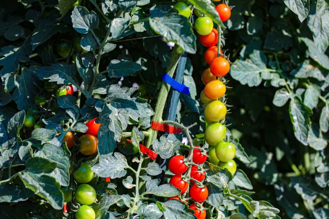 首次！快來高品質(zhì)番茄“全運(yùn)會”！